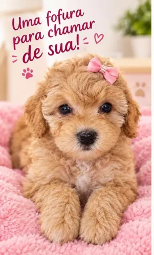 Filhote de poodle