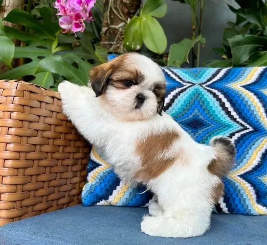 Filhote shih tzu, Se prepare para momentos inesquecíveis com seu novo amigo peludo!
