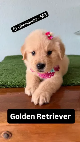 Filhotinhos de Golden Retriever macho & feminha disponivel