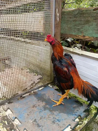 Galo indio