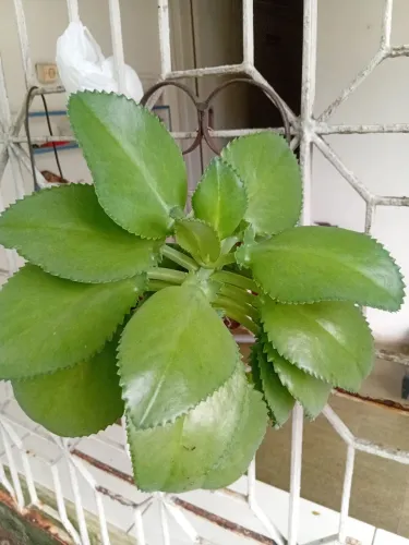 Muda de planta no vaso