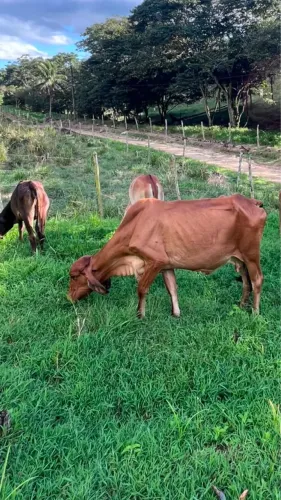 Vaca ji leiteira pura 12 litro de leite dia