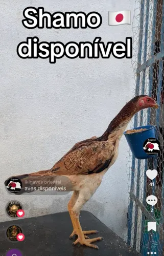 Shamo Japonês