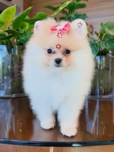 Lulu da Pomerania filhotes 