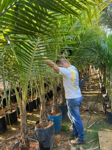 COCO ANÃO, PRÓXIMO DE PRODUZIR 