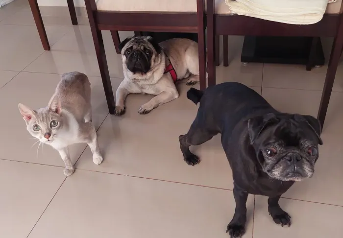 Petsitter/ Hospedagem pet