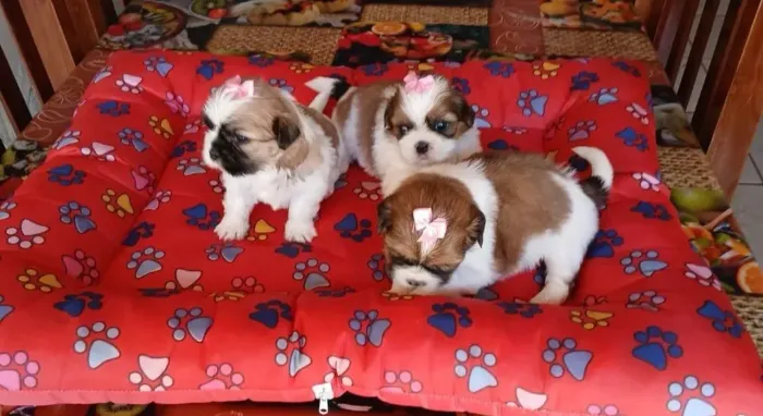 Shitzu mini filhotes com kit filhote e acompanhamento veterinário 