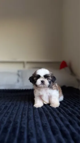Filhote de shihtzu macho e fêmea