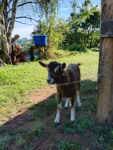 Cabrito 