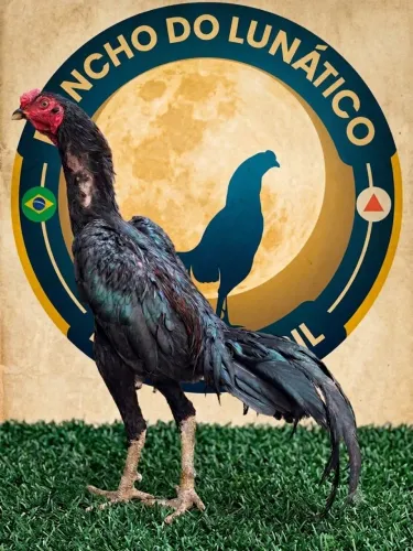 Ovos galados de galo Mura/Índio