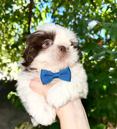 Shih tzu chocolate com branco olhos claros