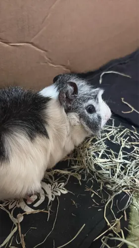 Porquinho da índia abissínio