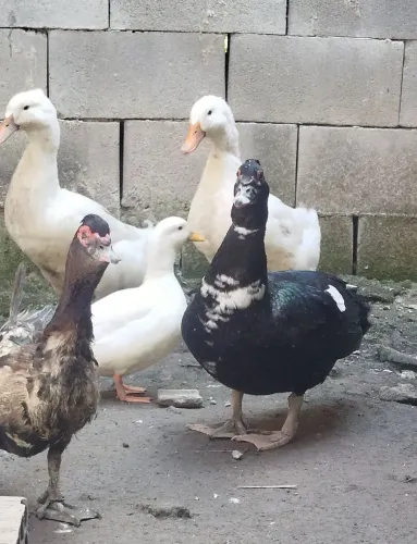 Patos e patas disponíveis a venda.