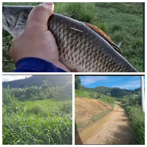 7 hectares sendo 2 de área plana o mais barato da região 