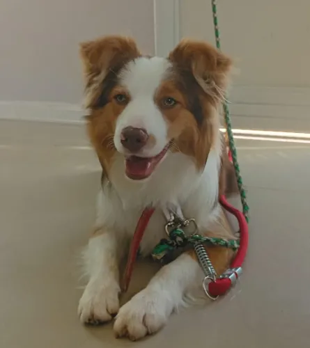 Bordie Collie Tricolor 