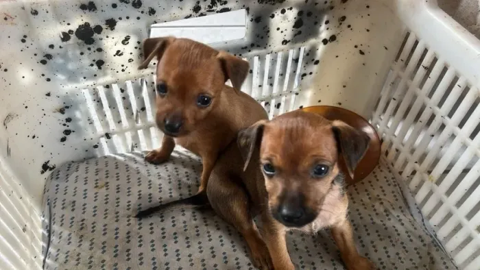 PINSCHER NUMERO 1 ST MACHO