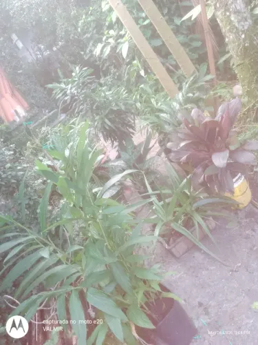 Mudas de plantas