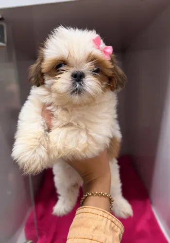 Shih tzu mini fêmeas