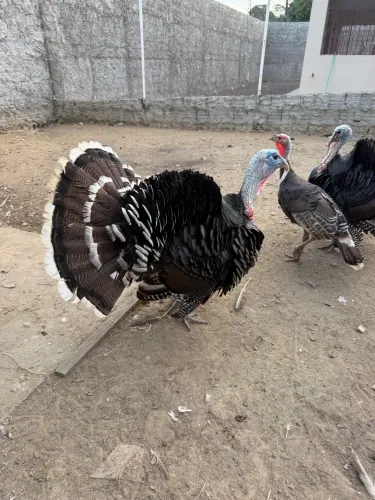 Peru Macho e Fêmea adultos 