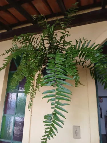 Samambaia Bisurata 
