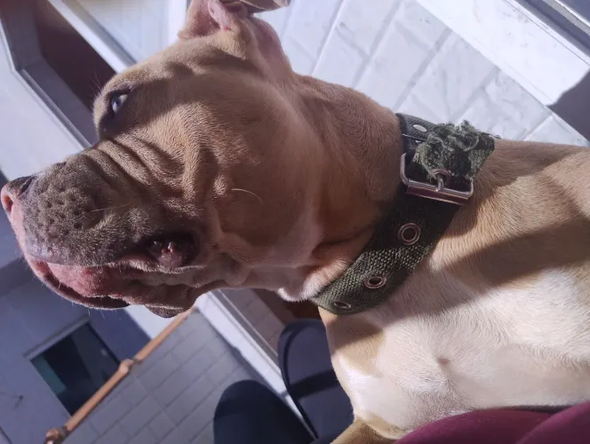 American Bully  Fêmea 