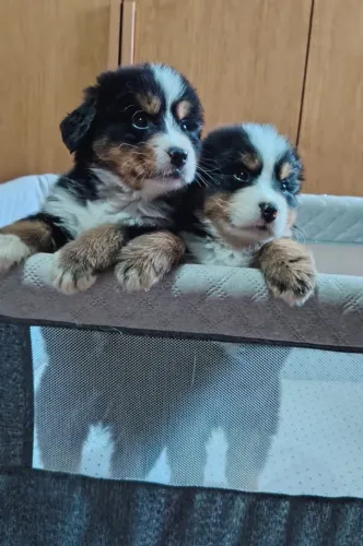 Bernese