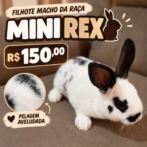 Filhote de Mini Coelho Raça Mini Rex
