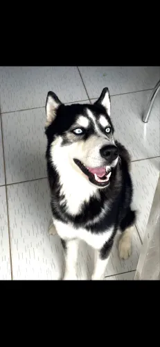Husky para cruzar 
