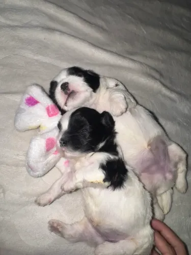 Cachorro shitzu fêmeas