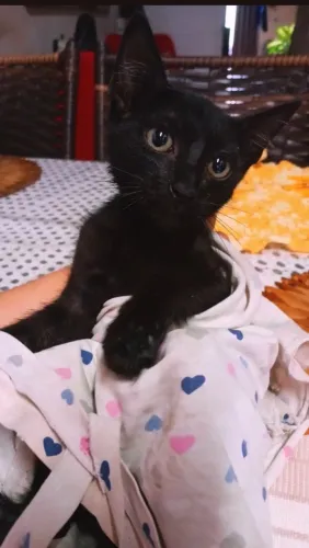 Gatinho 
