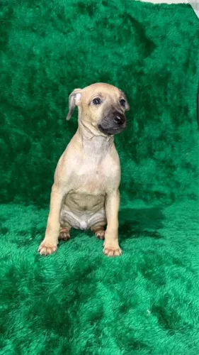 Galgo italiano 