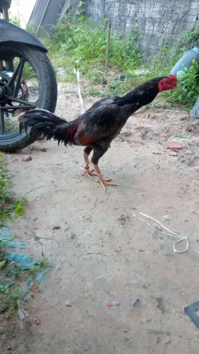 Galo cinza