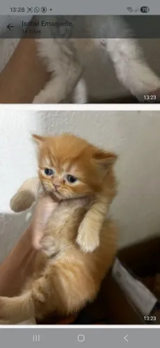 Gato persa