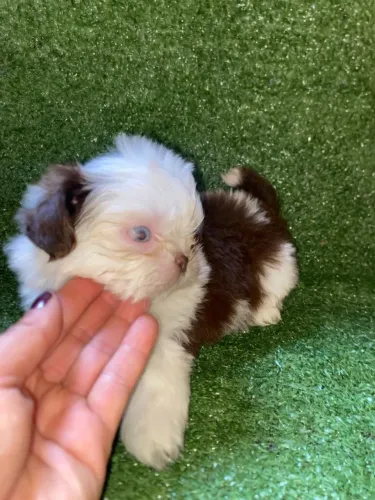 Shihtzu machinho olhos azul