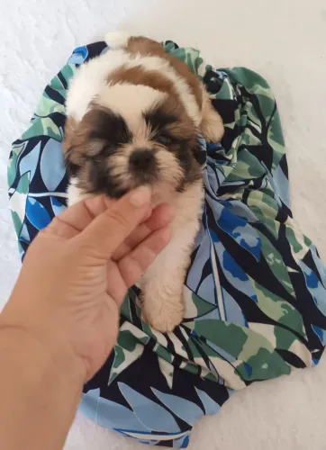 Cachorro shitzu