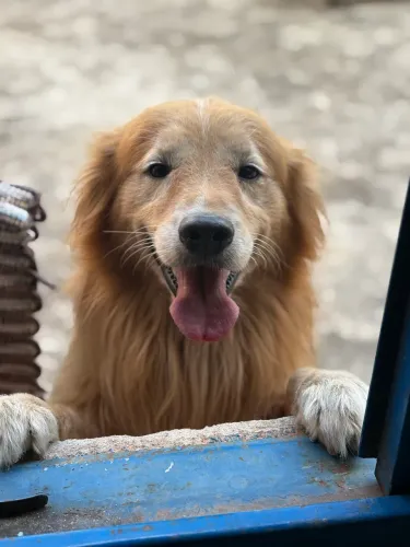 Golden retriever- Macho disponível para cruza