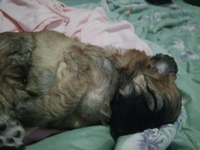 Cachorro