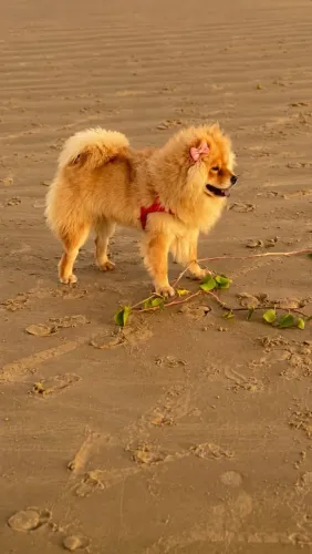 Chow Chow raça pura filhote de 1 aninho