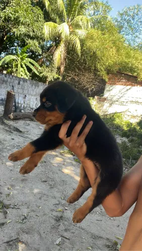 Filhote de Rottweiler puro !!