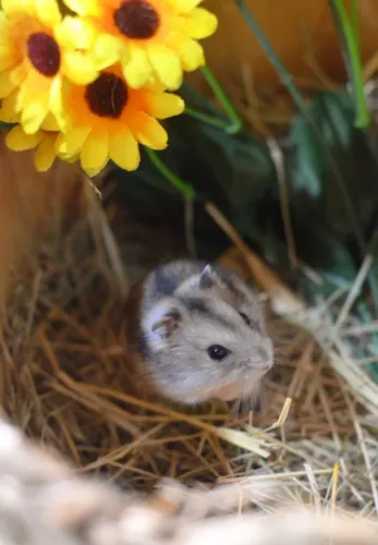 Hamster sírio e anão russo Twister coelhos calopsita porquinho filhotes e adultos 