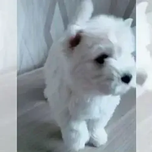 West Terrier Filhote Muito Amoroso