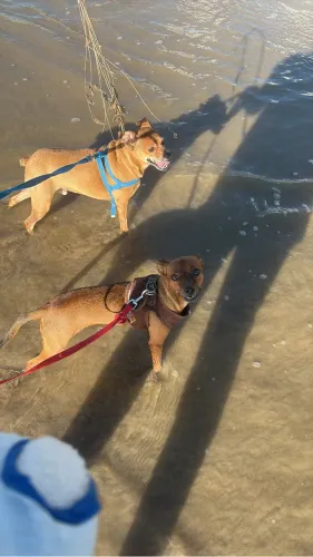 Estou doando meus cachorros pintsher