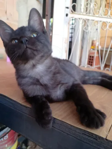 Doação de Lindos Gatinhos!