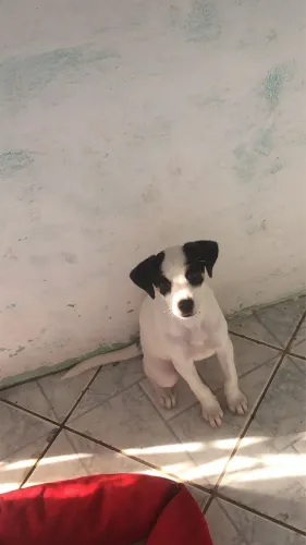 Cachorro pra doação 