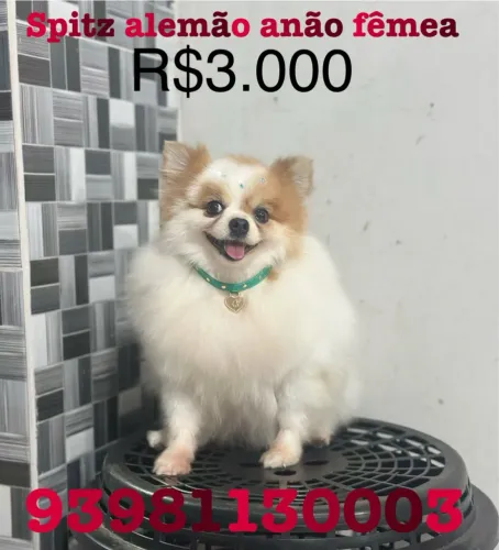 Spitz fêmea 