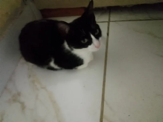 Gatinhos para adoção 