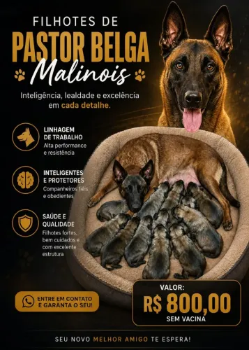 Pastor belga malinois