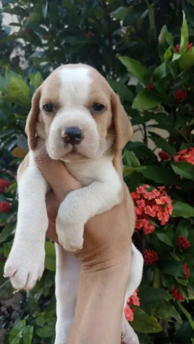 Beagles