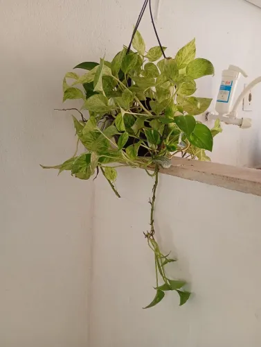 Planta pendente Jibóia Branca... Linda e Exuberante 