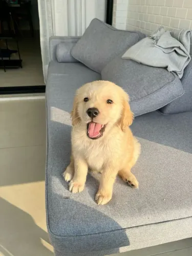 Golden Encontre o companheiro que você sempre imaginou